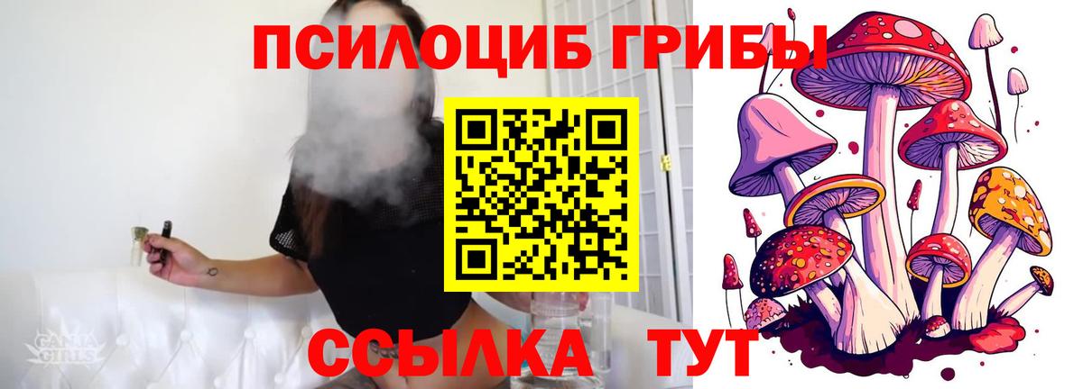 Псилоцибиновые грибы Psilocybe Томск